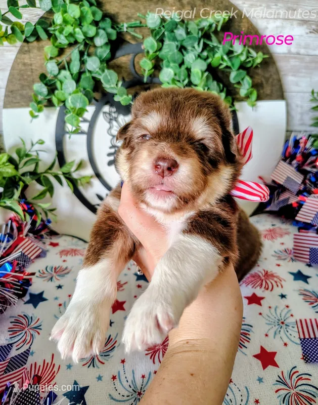 Primrose – Alaskan Malamute puppy for sale in Clymer, PA