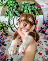 Primrose, a female Alaskan Malamute for sale in Clymer, PA – 1 of 5
