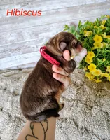 Hibiscus, a male Alaskan Malamute for sale in Clymer, PA – 3 of 5