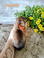 Gazania, a male Alaskan Malamute for sale in Clymer, PA – 4 of 4