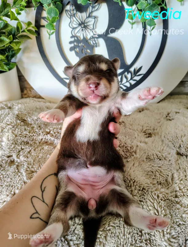 Tweedia – Alaskan Malamute puppy for sale in Clymer, PA