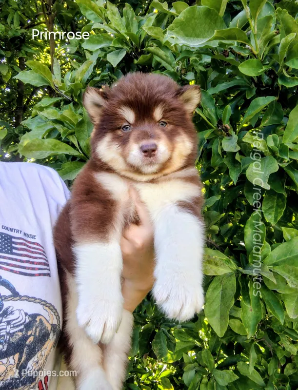 Primrose – Alaskan Malamute puppy for sale in Clymer, PA