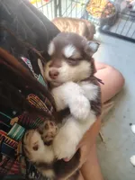 Kiri, a female Alaskan Malamute for sale in Clymer, PA – 8 of 10