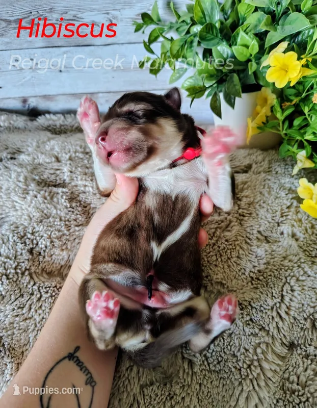 Hibiscus – Alaskan Malamute puppy for sale in Clymer, PA