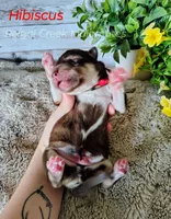 Hibiscus, a male Alaskan Malamute for sale in Clymer, PA – 1 of 5