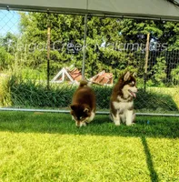 Kiri, a female Alaskan Malamute for sale in Clymer, PA – 7 of 10
