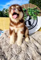 Primrose, a female Alaskan Malamute for sale in Clymer, PA – 2 of 4