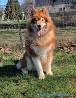 Gazania, a male Alaskan Malamute for sale in Clymer, PA – 9 of 9