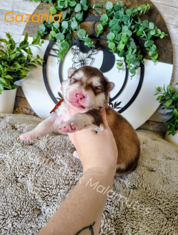 Gazania – Alaskan Malamute puppy for sale in Clymer, PA