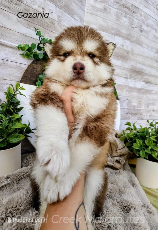 Gazania – Alaskan Malamute puppy for sale in Clymer, PA
