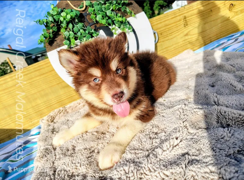 Primrose – Alaskan Malamute puppy for sale in Clymer, PA