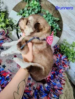 Brunnera, a male Alaskan Malamute for sale in Clymer, PA – 3 of 5