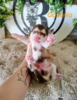 Gazania, a male Alaskan Malamute for sale in Clymer, PA – 3 of 9