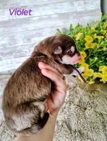 Violet, a female Alaskan Malamute for sale in Clymer, PA – 4 of 4