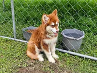 Kiri, a female Alaskan Malamute for sale in Clymer, PA – 10 of 10