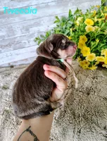 Tweedia, a female Alaskan Malamute for sale in Clymer, PA – 1 of 4