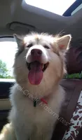 Gazania, a male Alaskan Malamute for sale in Clymer, PA – 5 of 9
