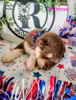 Primrose, a female Alaskan Malamute for sale in Clymer, PA – 3 of 5