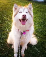 Gazania, a male Alaskan Malamute for sale in Clymer, PA – 6 of 9