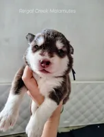 Kiri, a female Alaskan Malamute for sale in Clymer, PA – 1 of 10