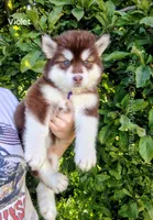 Kiri, a female Alaskan Malamute for sale in Clymer, PA – 6 of 10