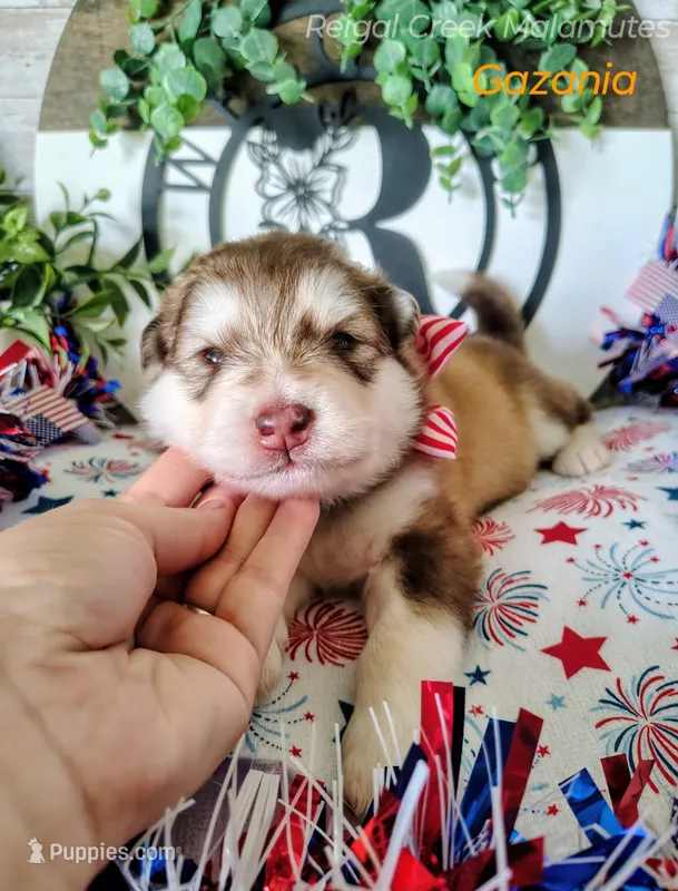 Gazania – Alaskan Malamute puppy for sale in Clymer, PA