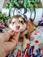 Gazania, a male Alaskan Malamute for sale in Clymer, PA – 1 of 9
