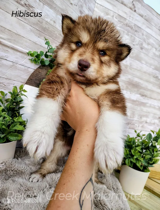 Hibiscus – Alaskan Malamute puppy for sale in Clymer, PA