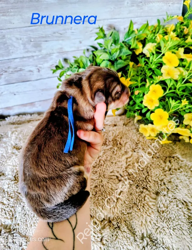 Brunnera – Alaskan Malamute puppy for sale in Clymer, PA