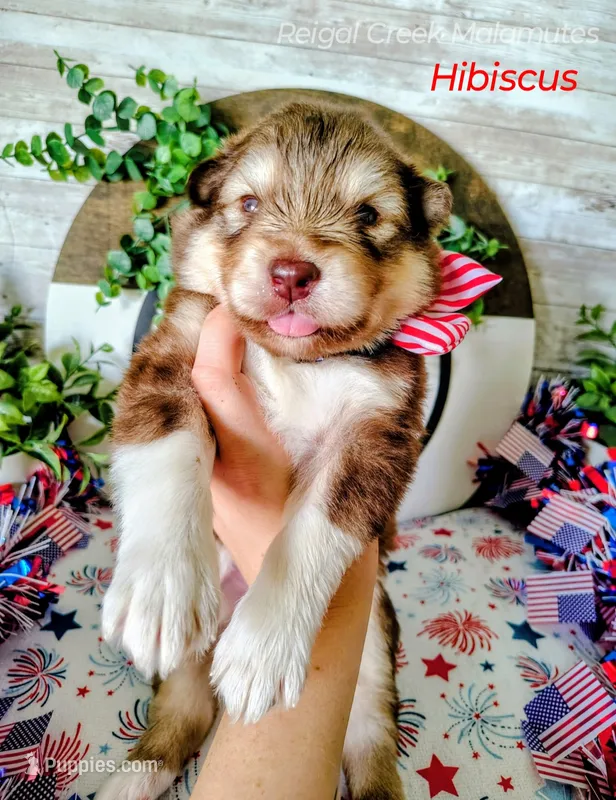 Hibiscus – Alaskan Malamute puppy for sale in Clymer, PA