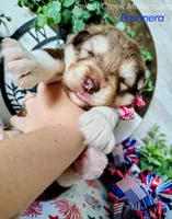 Brunnera, a male Alaskan Malamute for sale in Clymer, PA – 1 of 5