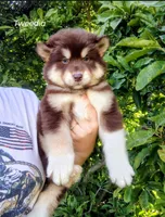 Tweedia, a female Alaskan Malamute for sale in Clymer, PA – 2 of 3