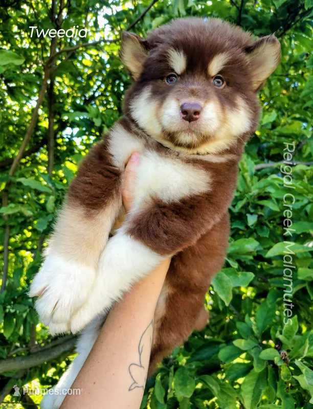 Tweedia – Alaskan Malamute puppy for sale in Clymer, PA