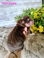 Primrose, a female Alaskan Malamute for sale in Clymer, PA – 2 of 4