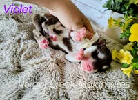 Violet, a female Alaskan Malamute for sale in Clymer, PA – 2 of 4