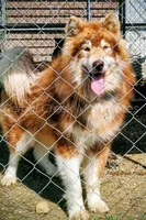 Gazania, a male Alaskan Malamute for sale in Clymer, PA – 8 of 9
