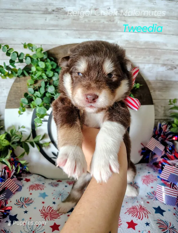Tweedia – Alaskan Malamute puppy for sale in Clymer, PA