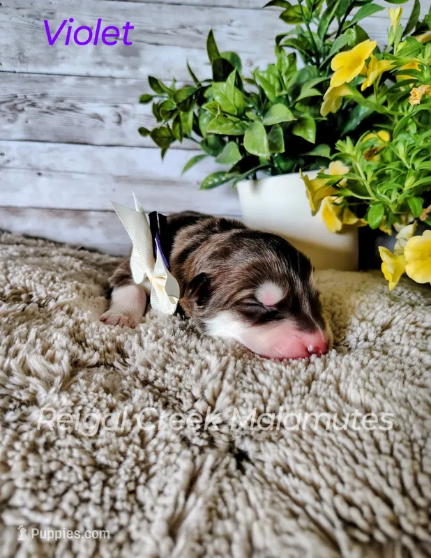 Violet – Alaskan Malamute puppy for sale in Clymer, PA