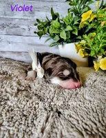 Violet, a female Alaskan Malamute for sale in Clymer, PA – 1 of 4