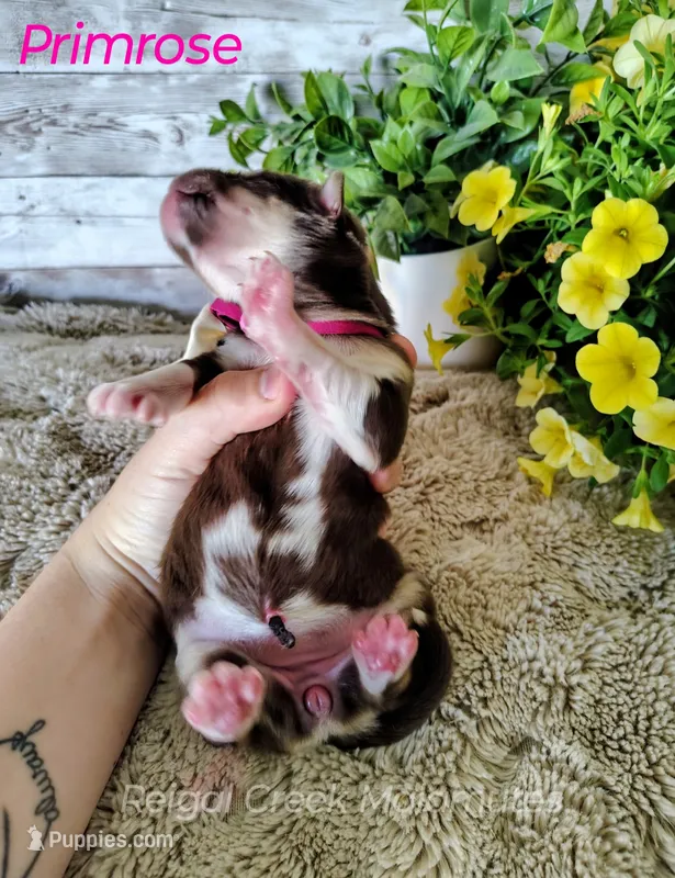 Primrose – Alaskan Malamute puppy for sale in Clymer, PA