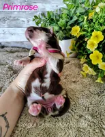 Primrose, a female Alaskan Malamute for sale in Clymer, PA – 1 of 4