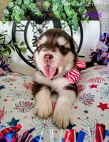 Kiri, a female Alaskan Malamute for sale in Clymer, PA – 3 of 10