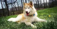 Gazania, a male Alaskan Malamute for sale in Clymer, PA – 4 of 9