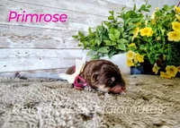 Primrose, a female Alaskan Malamute for sale in Clymer, PA – 3 of 4