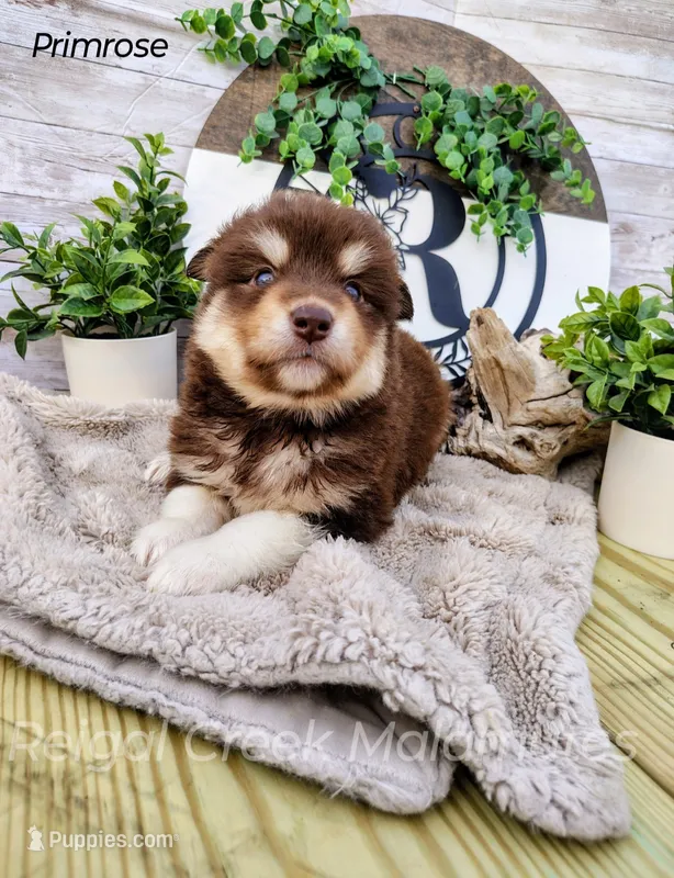 Primrose – Alaskan Malamute puppy for sale in Clymer, PA