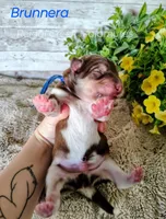 Brunnera, a male Alaskan Malamute for sale in Clymer, PA – 2 of 4