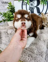 Kiri, a female Alaskan Malamute for sale in Clymer, PA – 5 of 10