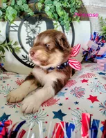 Primrose, a female Alaskan Malamute for sale in Clymer, PA – 2 of 5