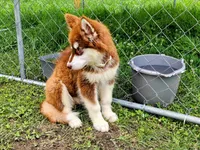 Kiri, a female Alaskan Malamute for sale in Clymer, PA – 9 of 10