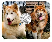 Kiri, a female Alaskan Malamute for sale in Clymer, PA – 4 of 10